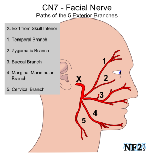 Facial Palsy Exercises - exercise sheet 2 of 2